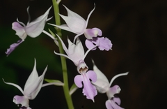 Calanthe puberula reflexa