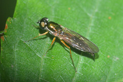 Sargus bipunctatus
