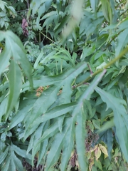 Jacobaea cannabifolia