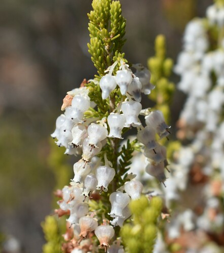 Image of Erica glomiflora by (c) Justin Ponder, some rights reserved (CC BY)
