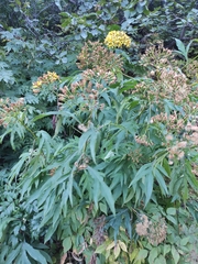 Jacobaea cannabifolia