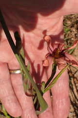 Moraea gawleri