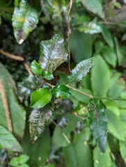 Streblus ilicifolius