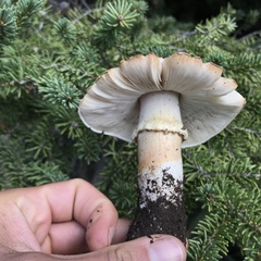 Agaricus didymus