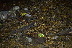 Anguilla dieffenbachii