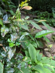 Streblus ilicifolius