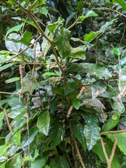 Streblus ilicifolius