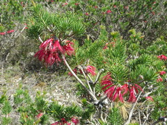 Melaleuca quadrifida