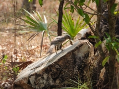 Chlamydera nuchalis