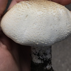 Agaricus didymus