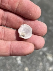 Dinocardium robustum