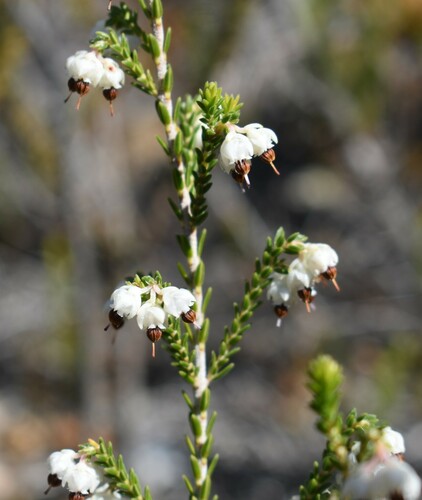 Image of Erica triceps by (c) Justin Ponder, some rights reserved (CC BY)