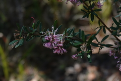 Grevillea sericea