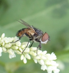 Phasia aurigera