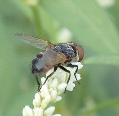 Phasia aurigera