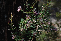 Grevillea sericea