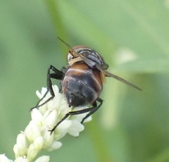 Phasia aurigera