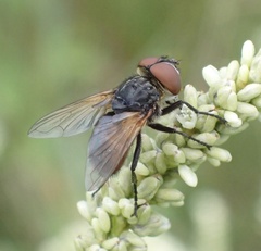 Phasia aurigera
