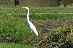 Ardea alba modesta