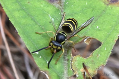 Vespula flaviceps