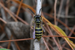 Vespula flaviceps