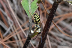 Vespula flaviceps