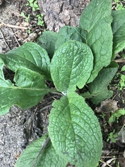 Pentaglottis sempervirens