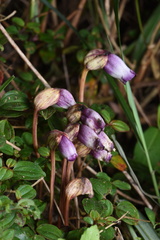 Aeginetia indica