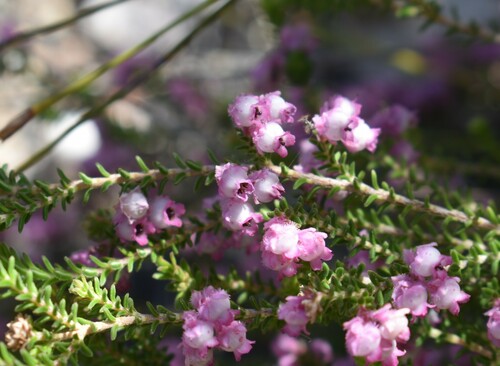 Image of Frill Heath (Erica fimbriata) by (c) Justin Ponder, some rights reserved (CC BY)