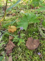 Gentianella auriculata