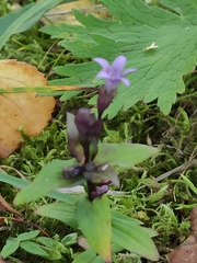 Gentianella auriculata