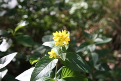 Lysimachia