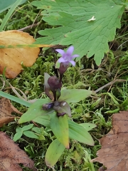 Gentianella auriculata