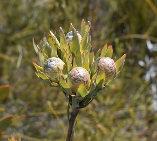 Image of Leucadendron uliginosum by (c) Justin Ponder, some rights reserved (CC BY)