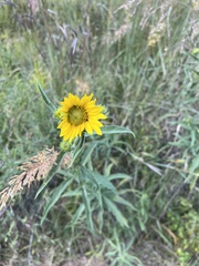 Helianthus maximiliani