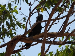 Calyptorhynchus banksii
