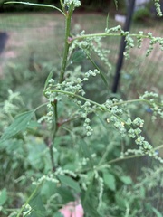 Chenopodium
