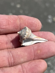 Sinistrofulgur pulleyi