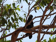 Calyptorhynchus banksii