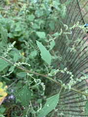 Chenopodium
