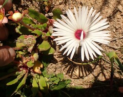 Cleretum bellidiforme