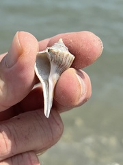 Sinistrofulgur pulleyi