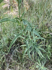 Helianthus maximiliani