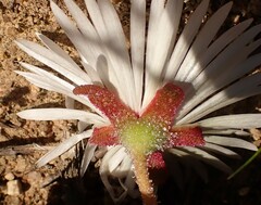 Cleretum bellidiforme