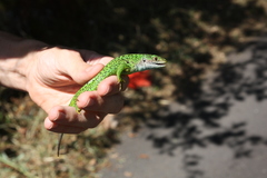 Lacerta bilineata