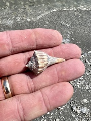 Sinistrofulgur pulleyi