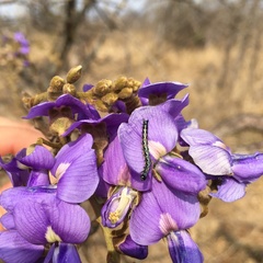 Bolusanthus speciosus