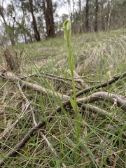 Pterostylis alpina