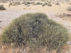 Salsola genistoides