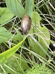 Succinea putris